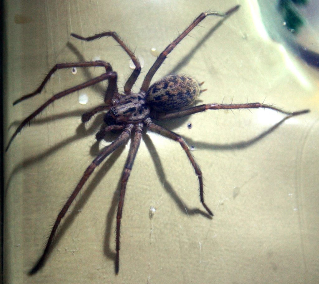 Ces araignées utilisent leur toile comme poulie pour soulever des proies de  50 fois leur poids