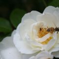 abeille qui pollinise